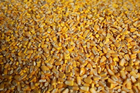 GRAINS-Corn, soy ease forward of weekend, after surge to multi-year highs