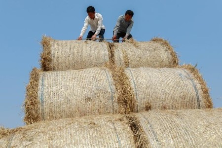 China’s wheat sale from reserves proceed to fall after authorities regulation