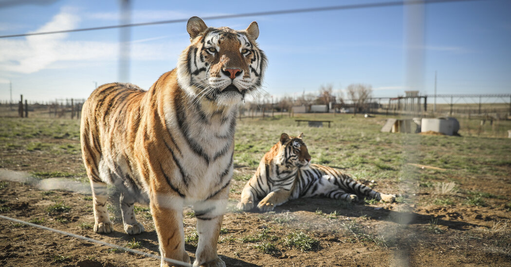 A 12 months After ‘Tiger King,’ Invoice Goals to Defend Large Cats