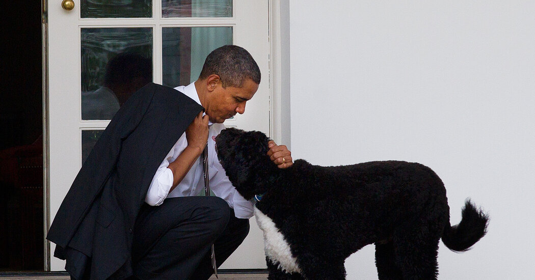Bo, the Obamas’ Portuguese Water Canine, Dies