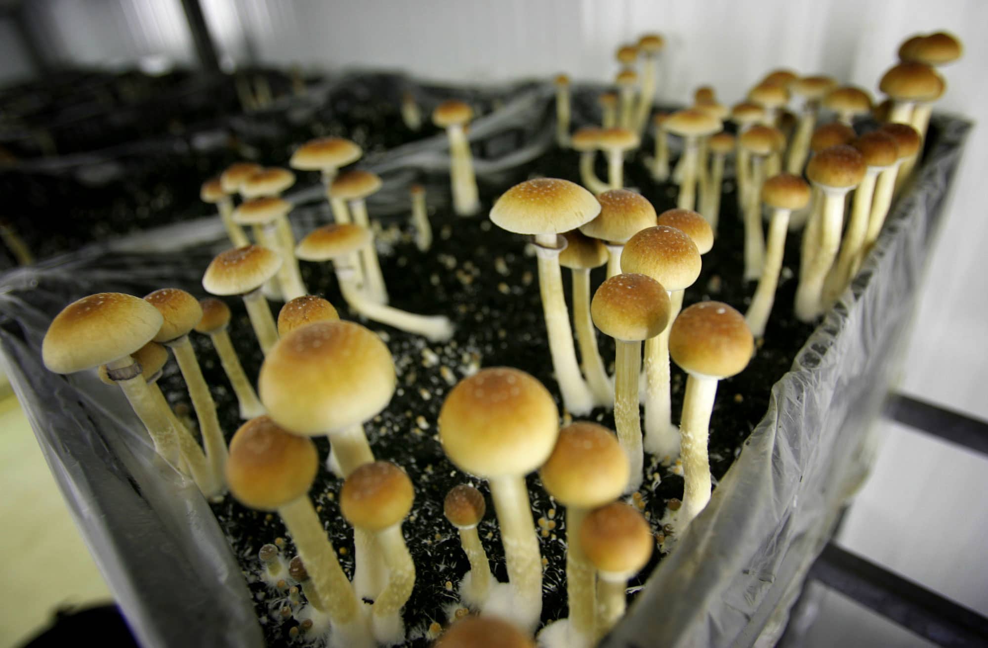 Psychedelic drug growth in psychological well being remedy nears actuality