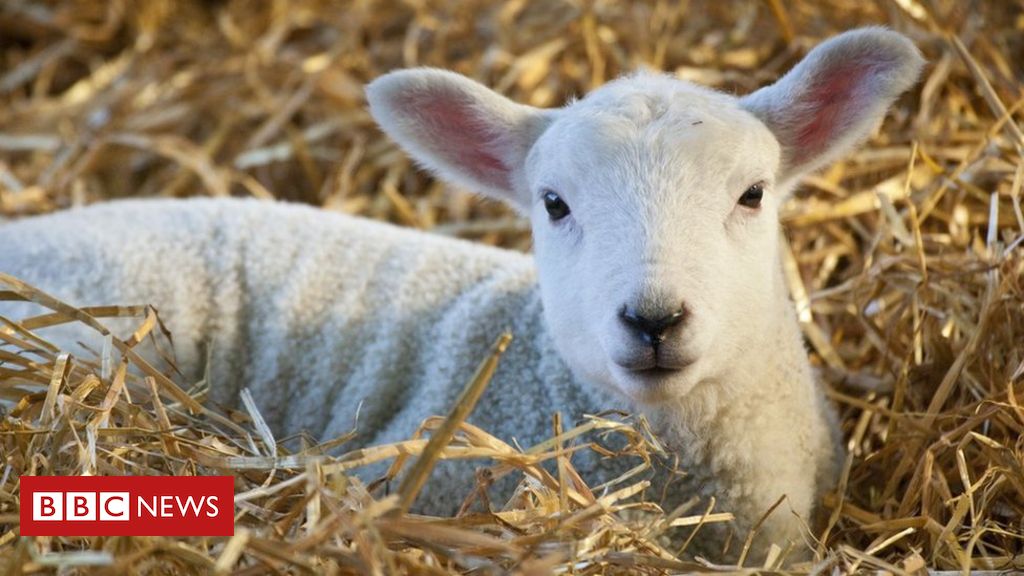 Australia commerce deal ‘opens up new markets’ for Welsh lamb