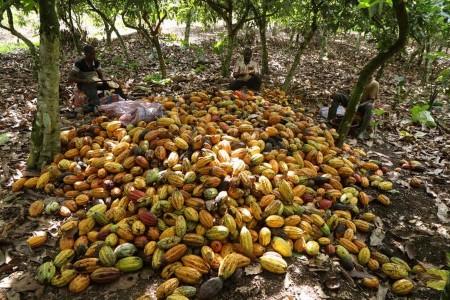 SOFTS-Cocoa falls greater than 4%; uncooked sugar rises 2% at expiry