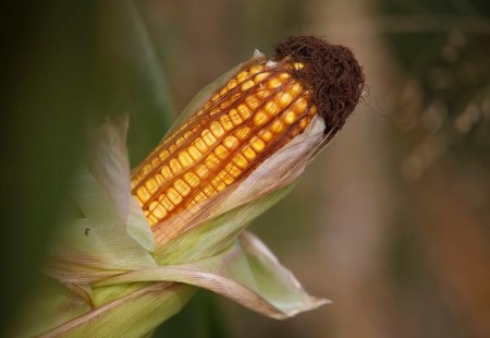 GRAINS-Corn tops $7 a bushel for first time since 2013 in most-active contract
