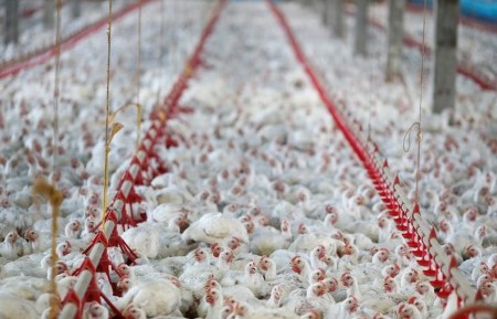 Saudi Arabia bans imports from 11 Brazil poultry crops, Brazil says