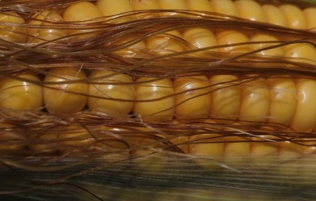 GRAINS-Corn, soy, wheat dip forward of supply-demand report
