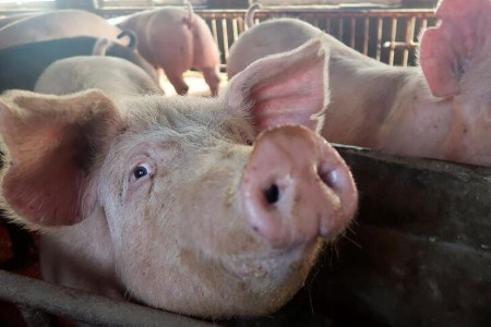 China hog futures plunge 7% as heavy pigs stress costs