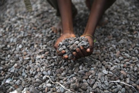 Nigerian mid-crop cocoa output seen rising – Cocoa Affiliation