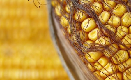GRAINS-Corn steadies whereas soybeans close to multi-year peak