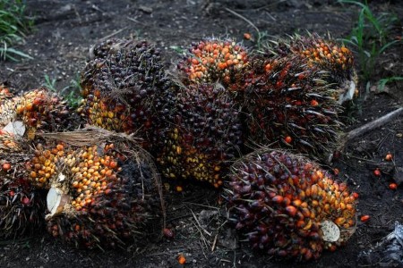 VEGOILS-Palm oil hits report excessive on considerations of tight edible oil provide