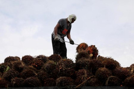 VEGOILS-Palm oil falls 3% after sharp climb as weaker crude weighs