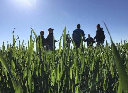 Wheat tour finds above-average crops in northern Kansas