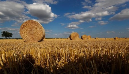 German farmers plant extra wheat, rapeseed and sugar beet for 2021 crop
