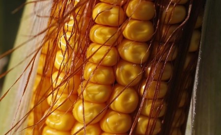 GRAINS-Corn futures rebound on sturdy Chinese language demand, wheat companies