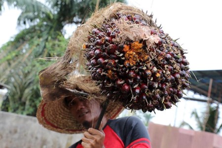 VEGOILS-Palm oil set for first each day achieve after four-day shedding streak