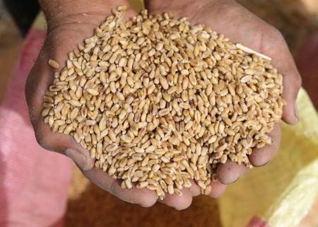 Romanian wheat supplied lowest at Egypt’s GASC tender
