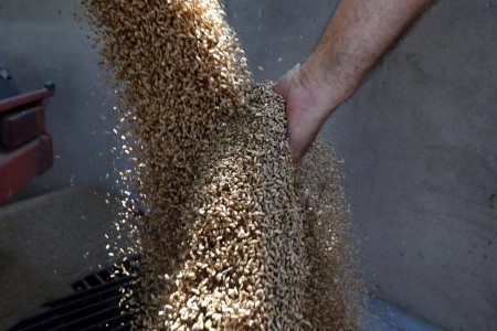 Egypt’s GASC buys 240,00zero tonnes of Romanian wheat