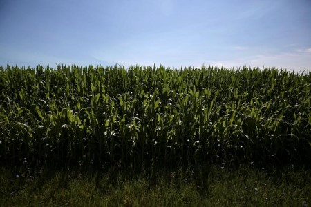 COLUMN-Crop Watch: Good begin however emergence slowed by cool, dry climate -Braun