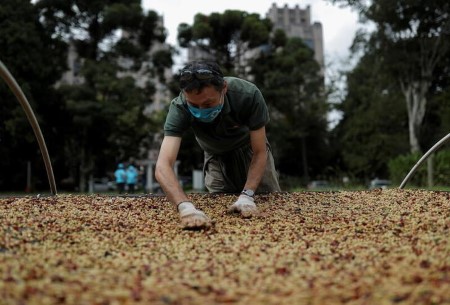 Brazil farmers search larger costs on pre-sold espresso as deficit looms