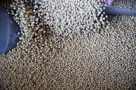 USDA April soybean crush seen at 171.1 million bushels