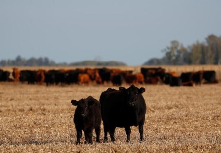 Argentine cattle ranchers lengthen halt on gross sales till Wednesday – Coninagro