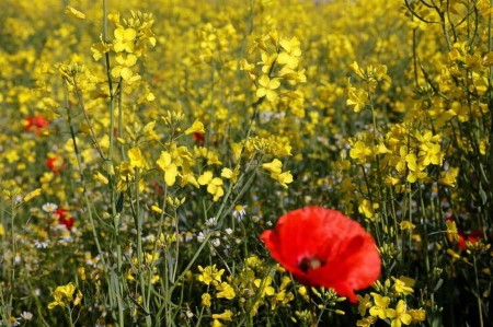 Strategie Grains retains EU rapeseed crop forecast at 16.eight mln T