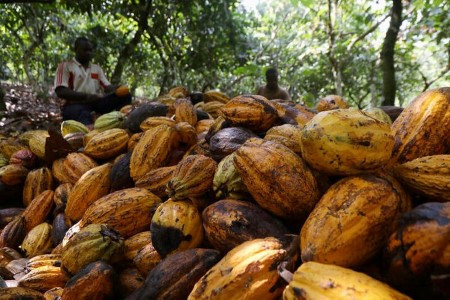 Ivory Coast cocoa farmers worry for mid-crop as dry spell lingers