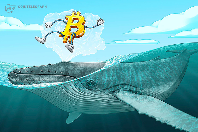 Whales scooped up $5.5B in Bitcoin as BTC worth dropped under $36Okay