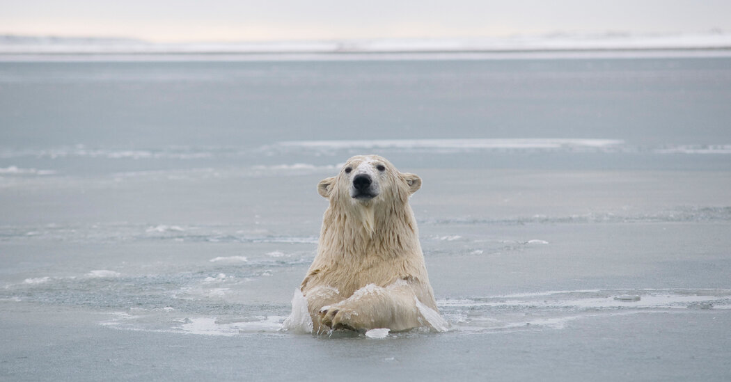 Biden Suspends Drilling Leases in Arctic Nationwide Wildlife Refuge