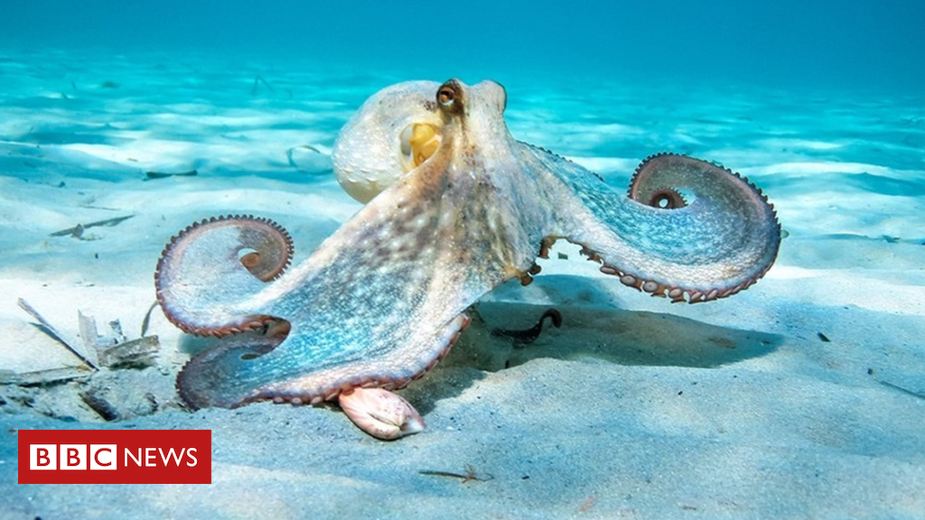 Octopuses really feel ache and want authorized safety, MPs say Octopuses really feel ache and want authorized safety, MPs say