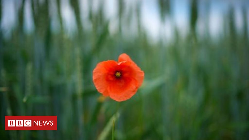 UK authorities’s ‘toothless insurance policies’ failing to guard nature