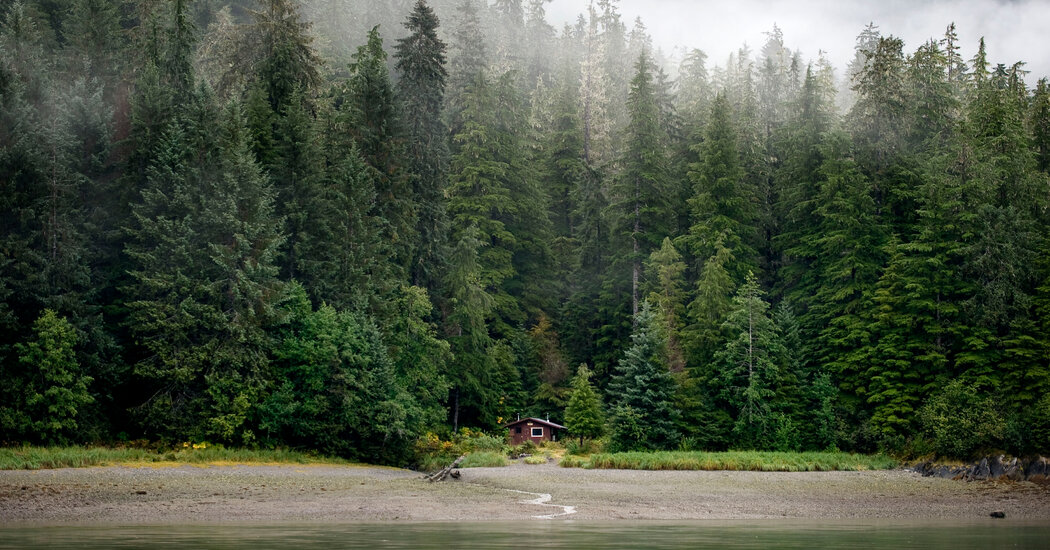 Biden Plans to Restore Tongass Nationwide Forest Protections