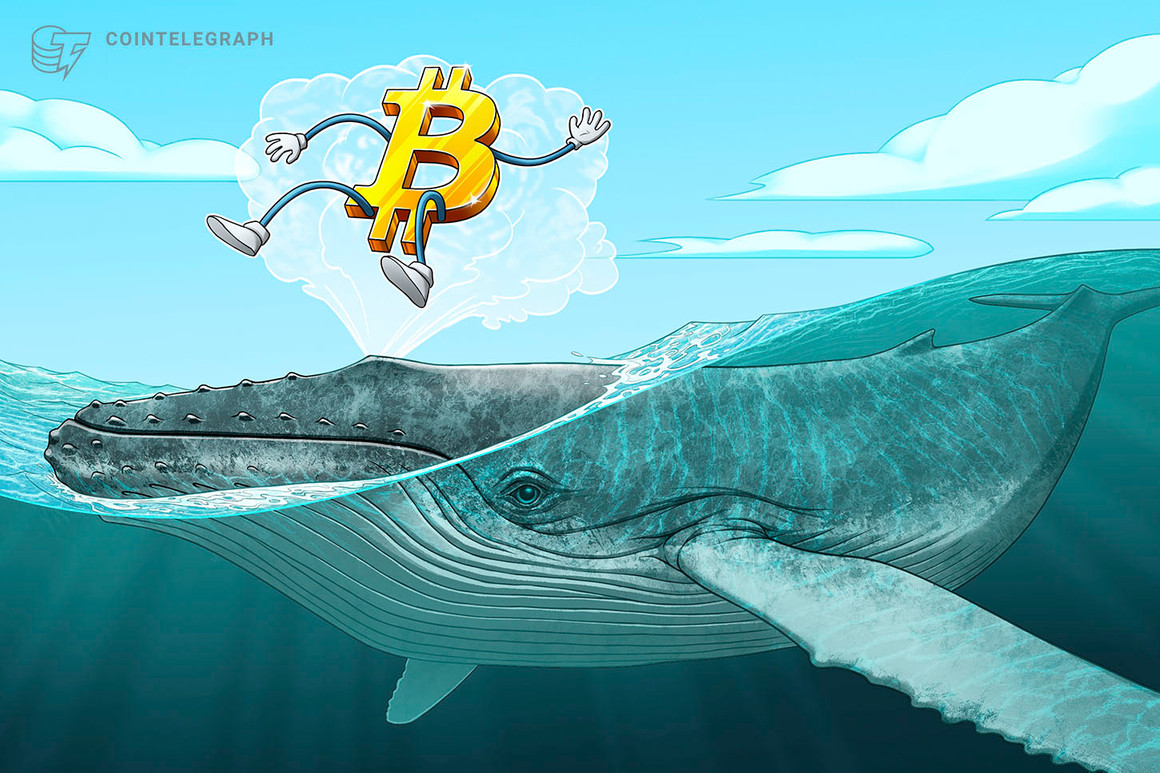 ‘Millionaire’ whales gobble up 90,000 Bitcoin over previous 25 days