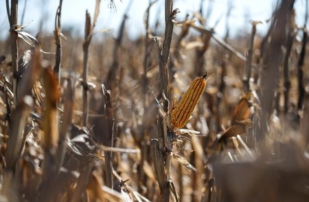 Argentine corn delivers higher-than-expected yields – alternate