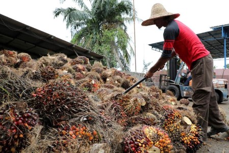 PREVIEW-Malaysia’s end-Might palm oil shares seen at 8-month excessive