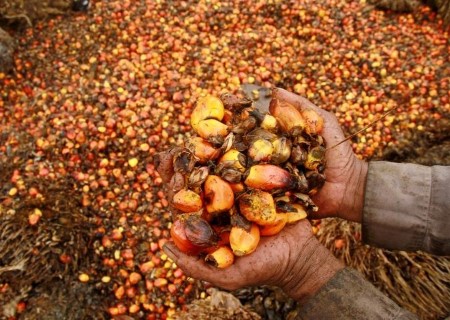 Indonesia but to determine on whether or not to revise palm oil export levy – Officers