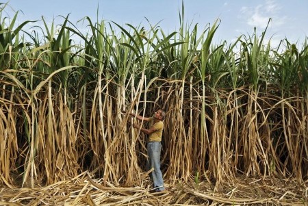 SOFTS-Uncooked sugar rises, give attention to Brazil climate; espresso 2.6% up