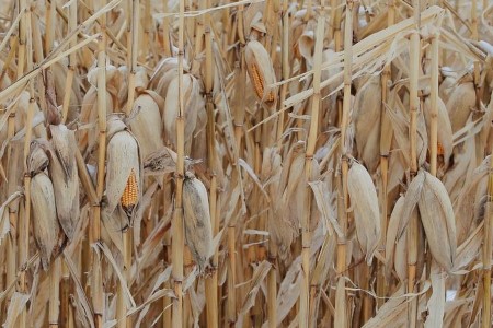 GRAINS-U.S. corn, soybeans finish blended as merchants eye climate