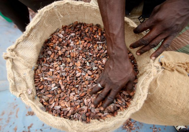 Ivory Coast says chocolate merchants failing to pay farmers residing wage premium