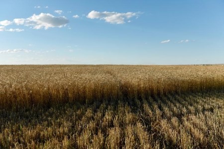 GRAINS-Wheat eases for 2nd session on improved North American climate