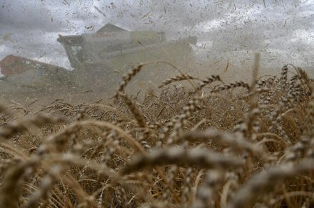 Strategie Grains raises EU 2021/22 wheat crop, export forecasts