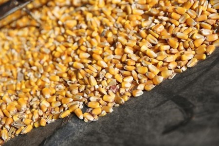 GRAINS-Corn rebounds from close to 2-week low on USDA crop situation report