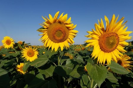 Ukraine sunoil exports at 4.42 mln T thus far in 2020/21, say producers