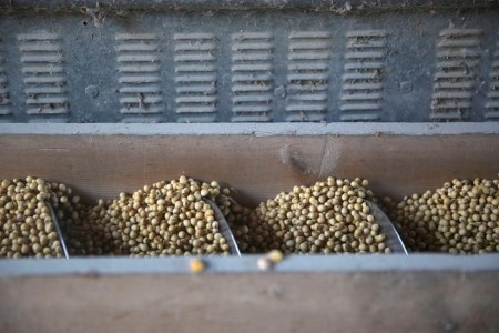 GRAINS-Soy eases on improved U.S. climate view; corn blended