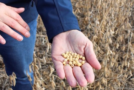 GRAINS-Soybeans set for greatest weekly loss in almost 7 years