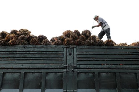VEGOILS-Palm hits over 4-month low on cheaper rivals, India import tax transfer