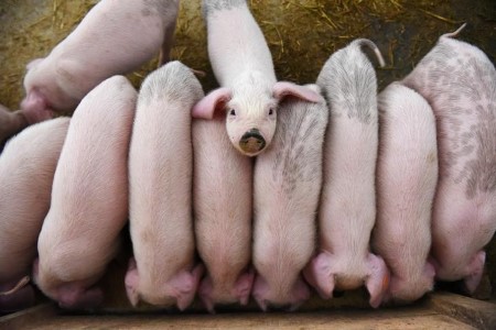 Do not panic, Chinese language business physique tells pig farmers as costs slide additional