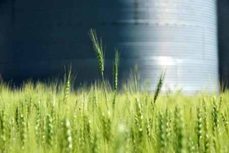 GRAINS-Wheat jumps 1% on USDA crop situation report