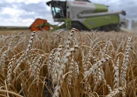 Russia begins harvesting this 12 months’s grain crop with brilliant prospects