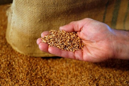 EU grain trade warns of import surge from inexperienced objectives